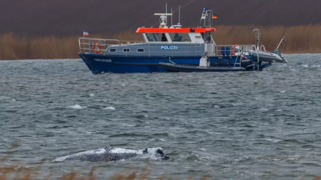 Am Morgen ist der gestrandete Buckelwal frei im Wasser geschwommen.    - Bild: Jens Büttner/dpa