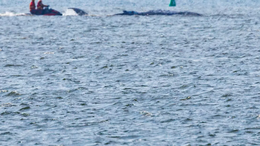 Am Morgen ist der gestrandete Buckelwal frei im Wasser geschwommen.  - Bild: Jens Büttner/dpa