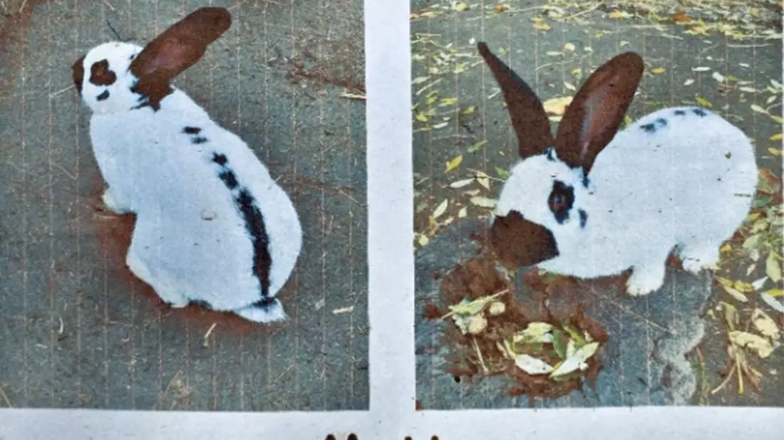 POL-KS: Kaninchen von Kinder- und Jugendbauernhof gestohlen: Polizei sucht Zeugen in Kassel-Wesertor - Bild: presseportal.de