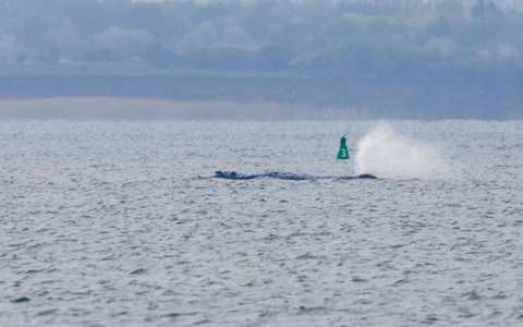 Der Buckelwal ist am frühen Morgen bei steigendem Wasserstand plötzlich von selbst losgeschwommen. Nach rund zwei Stunden stoppte er aber wieder. Am Abend war er wieder in Bewegung. - Foto: Jens Büttner/dpa
