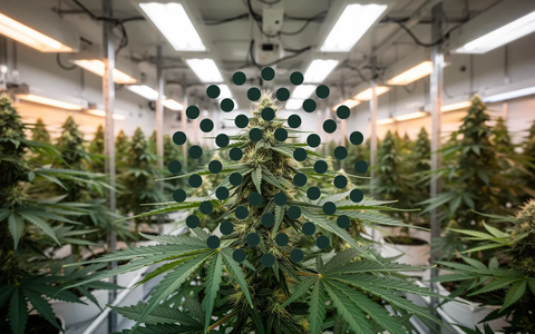 Trulieve Aktie: Strategische Offensive - Foto: über boerse-global.de