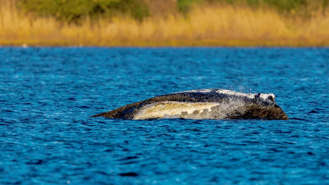 Der Wal liegt immer noch vor der Insel Poel. - Bild: Jens Büttner/dpa