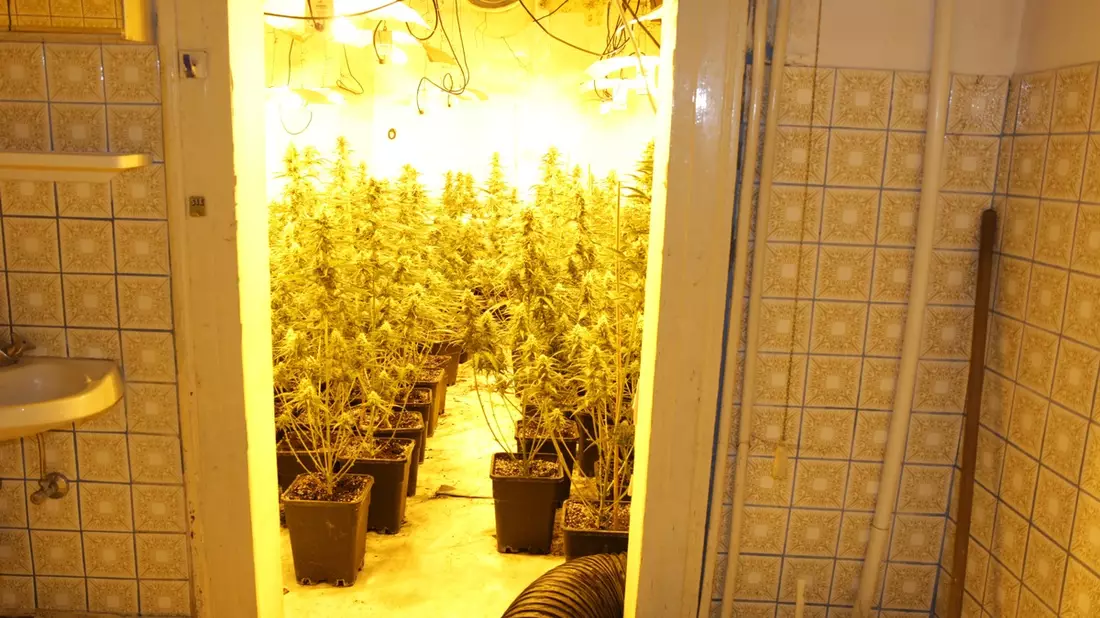POL-HR: Professionelle Cannabisplantage mit rund 1100 Pflanzen bei Hausdurchsuchung entdeckt - zwei Tatverdächtige in Untersuchungshaft - Bild: presseportal.de
