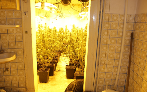 POL-HR: Professionelle Cannabisplantage mit rund 1100 Pflanzen bei Hausdurchsuchung entdeckt - zwei Tatverdächtige in Untersuchungshaft - Foto: presseportal.de
