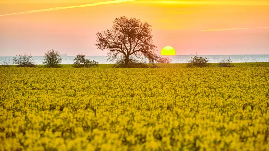 Rapsblüte 2026 / Vom Feld in den Alltag: Raps begleitet uns jeden Tag - Bild: presseportal.de