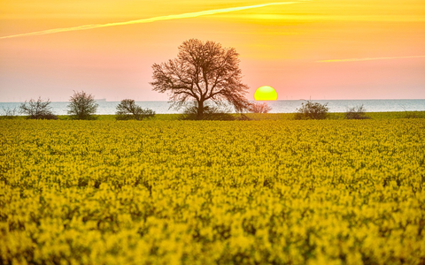 Rapsblüte 2026 / Vom Feld in den Alltag: Raps begleitet uns jeden Tag - Foto: presseportal.de