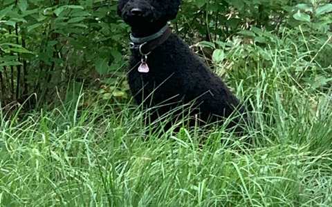 Auf den Hund gekommen / Die CARAVANSEREI bietet Gästen und ihren Vierbeinern ab April professionelles Dogsitting - Foto: presseportal.de