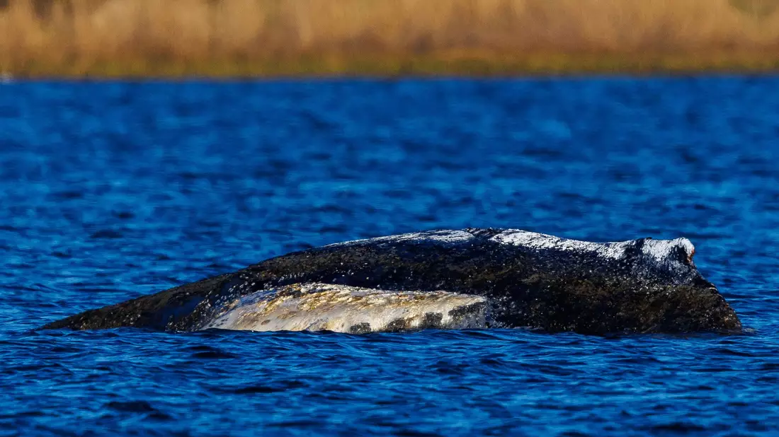 Die Wasserstände in der Wismarer Bucht sinken heute wieder. - Bild: Jens Büttner/dpa