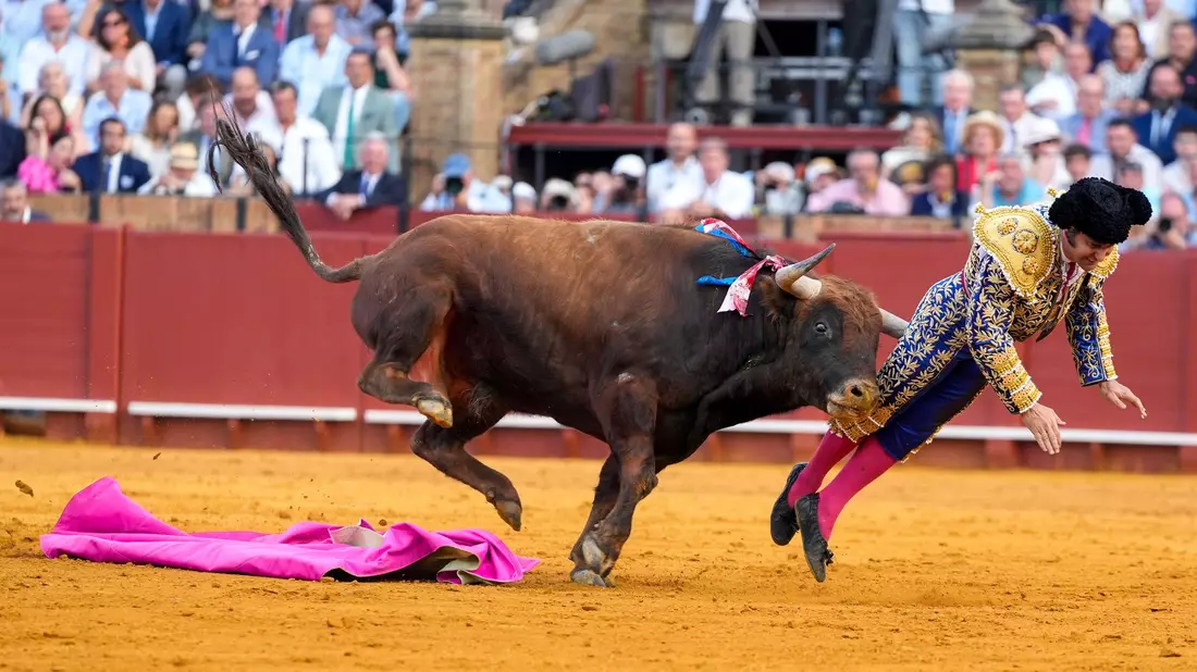Der mehr als 500 Kilogramm schwere Bulle Clandestino spießte den Star-Torero von hinten auf. - Bild: Joaquín Corchero/EUROPA PRESS/dpa