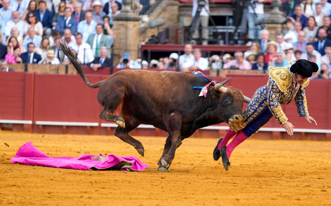 Der mehr als 500 Kilogramm schwere Bulle Clandestino spießte den Star-Torero von hinten auf. - Foto: Joaquín Corchero/EUROPA PRESS/dpa