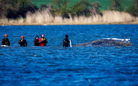 Teils war ein mehrköpfiges Team direkt beim Wal im Einsatz. - Foto: Jens Büttner/dpa
