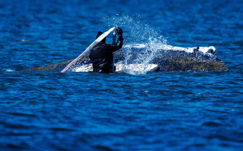 Helfer bemühen sich, den festsitzenden Buckelwal vor Poel freizuspülen. - Foto: Jens Büttner/dpa