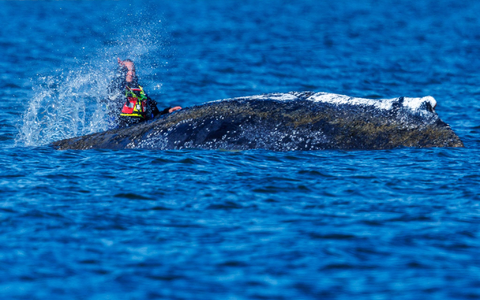 Zum Teil mit bloßen Händen bespritzen Helfer den Wal mit Wasser. - Foto: Jens Büttner/dpa