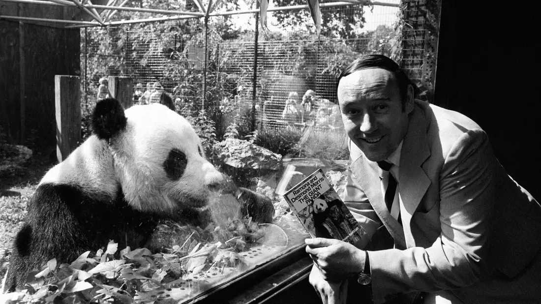 Der Biologe Desmond Morris - hier eine Aufnahme von 1981 - wurde mit seinem Buch «Der nackte Affe» weltbekannt. - Bild: Pa/PA Wire/dpa