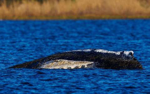 Die Wasserstände in der Wismarer Bucht bleiben laut Vorhersage niedrig. - Foto: Jens Büttner/dpa