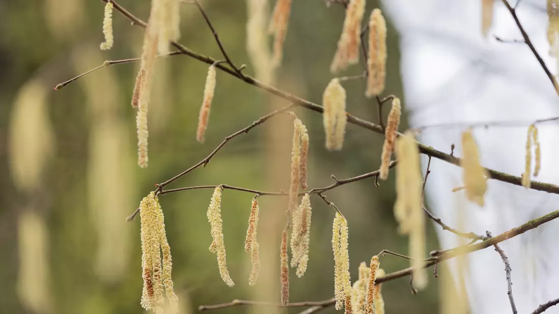 Die Wissenschaftler stellten einen früheren Saisonbeginn für allergene Baumarten fest. - Bild: Rolf Vennenbernd/dpa