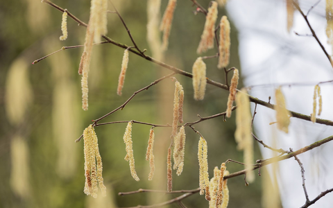 Die Wissenschaftler stellten einen früheren Saisonbeginn für allergene Baumarten fest. - Foto: Rolf Vennenbernd/dpa