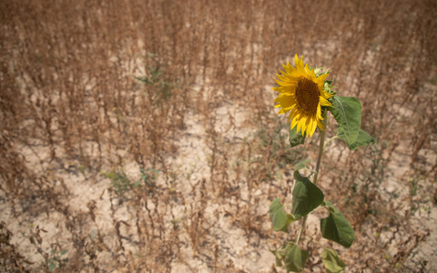Viele Pflanzen haben ab 30 Grad Hitzestress (Archivbild) - Foto: Clara Margais/dpa