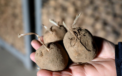 Kartoffeln sind besonders hitzeempfindlich. (Archivbild) - Foto: Bernd Wüstneck/dpa