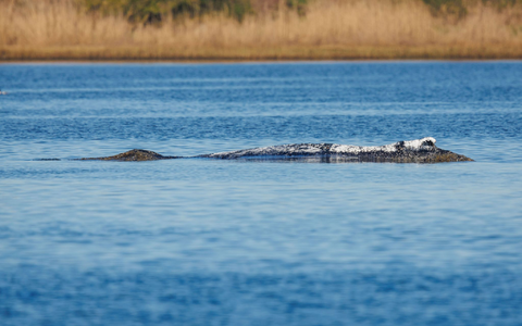 Der Wal liegt an gleicher Stelle wie am Vorabend. - Foto: Jens Büttner/dpa