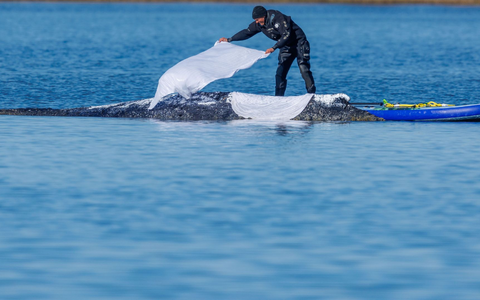 Die Tücher sollen die Haut des Wales schützen. - Foto: Jens Büttner/dpa