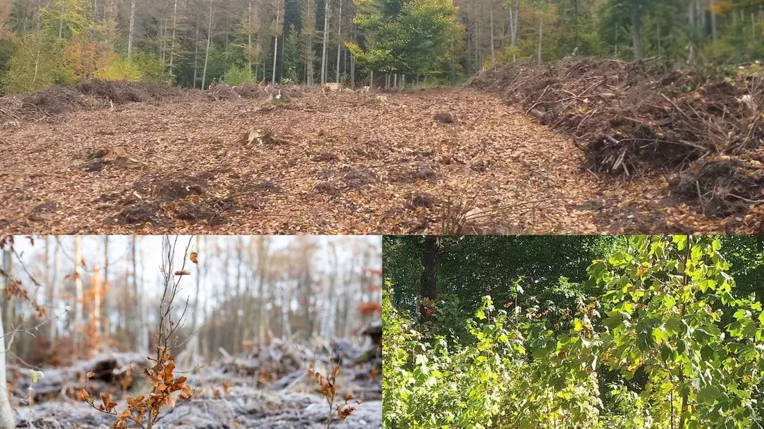 Zum Earth Day und Tag des Baumes: Die Natur gibt - lavera gibt zurück / Über 63.000 Bäume seit 2021, ein Waldstück das auflebt - und Naturkosmetik, die zeigt, was in der Natur steckt - Bild: presseportal.de