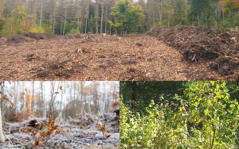 Zum Earth Day und Tag des Baumes: Die Natur gibt - lavera gibt zurück / Über 63.000 Bäume seit 2021, ein Waldstück das auflebt - und Naturkosmetik, die zeigt, was in der Natur steckt - Foto: presseportal.de
