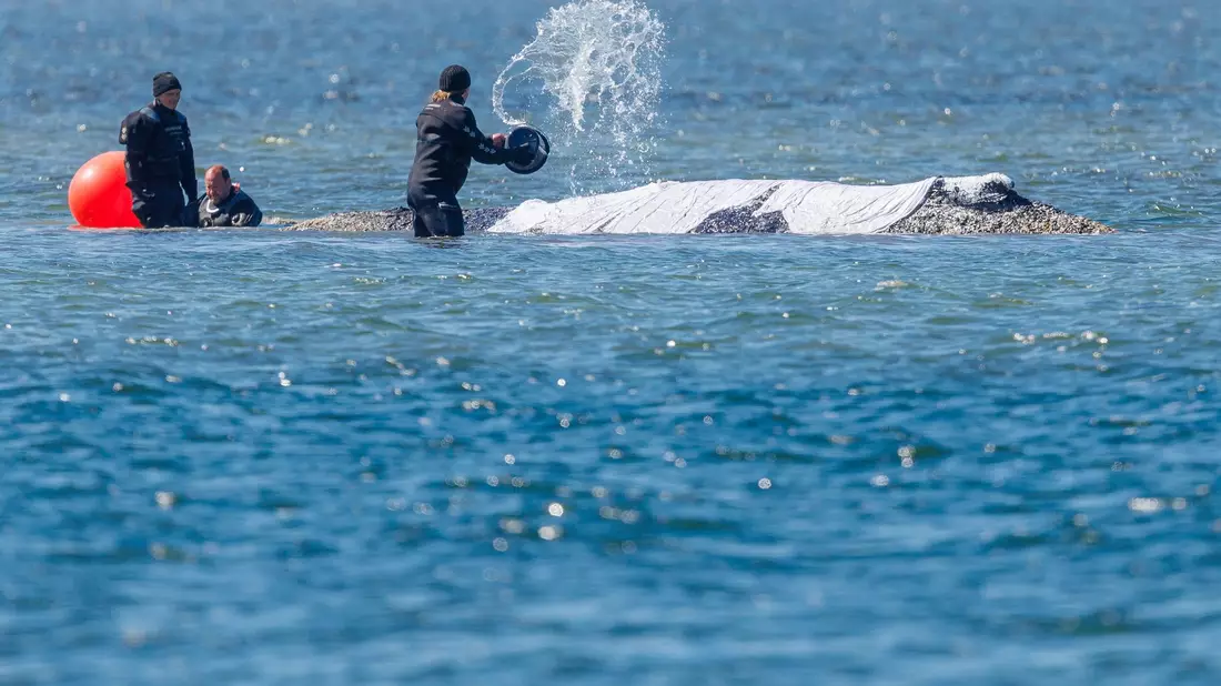 Helfer schütten Wasser auf den Rücken des Tieres. - Bild: Jens Büttner/dpa