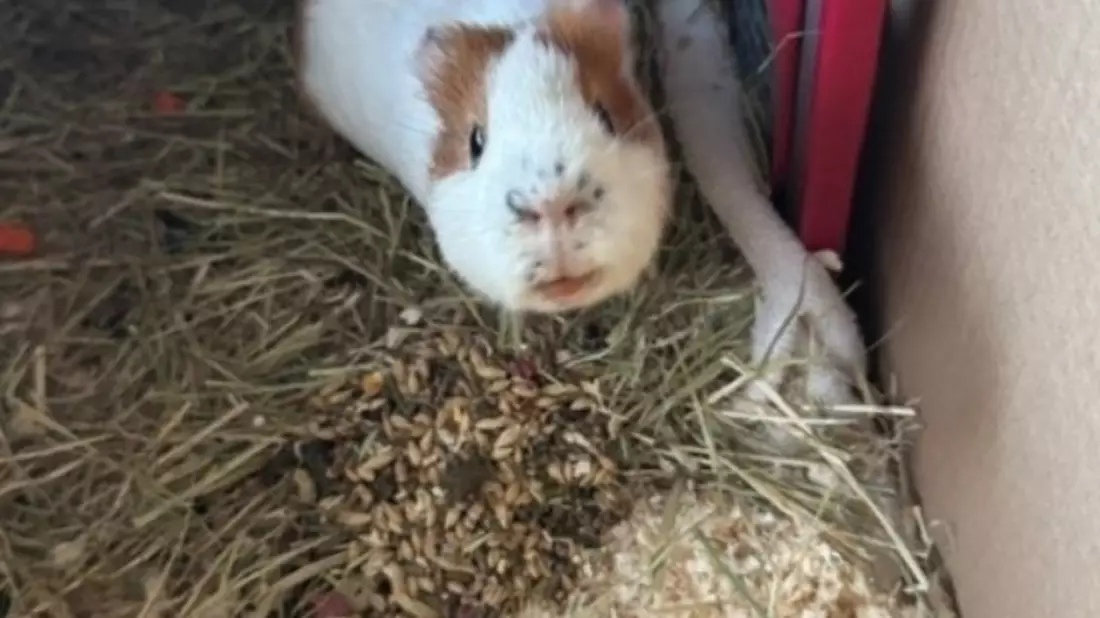 POL-SE: Norderstedt - Unbekannte setzen zwei Meerschweinchen auf einem Feld aus - Polizei sucht Zeugen - Bild: presseportal.de