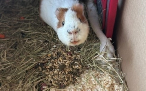 POL-SE: Norderstedt - Unbekannte setzen zwei Meerschweinchen auf einem Feld aus - Polizei sucht Zeugen - Foto: presseportal.de