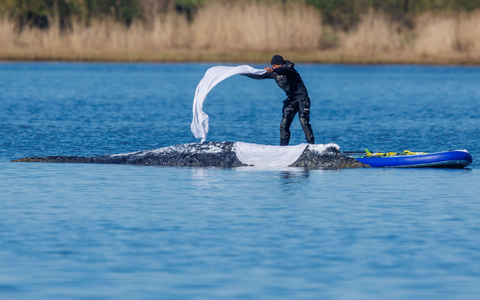 Das im Maul des Bickelwals gefundene Netz stamme nicht aus MV, sagt Umweltminister Backhaus. - Foto: Jens Büttner/dpa