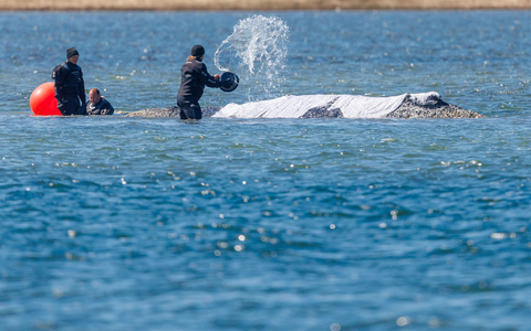 Helfer schütten Wasser auf den Rücken des Tieres. - Foto: Jens Büttner/dpa