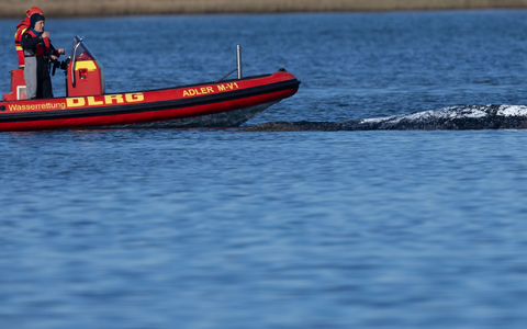 Der Meeressäuger liegt in einer freigespülten Mulde vor der Insel Poel. - Foto: Jens Büttner/dpa