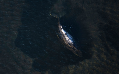 Der Wal liegt weiter fest, aber er lebt noch.  - Foto: Philip Dulian/dpa