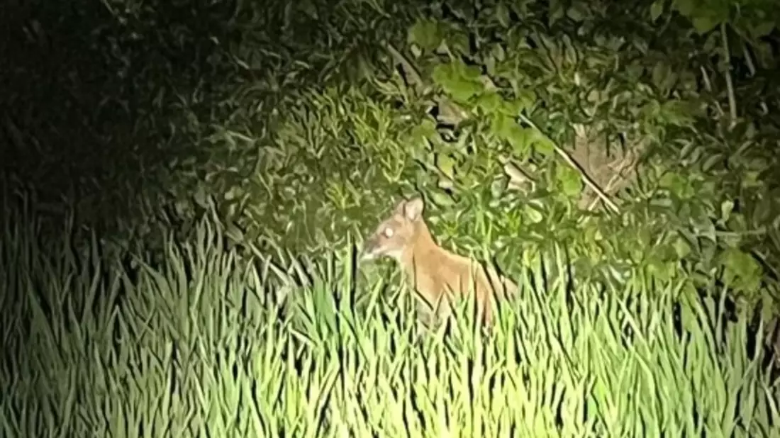POL-BOR: Ahaus-Ottenstein - Wallaby eingefangen - Bild: presseportal.de