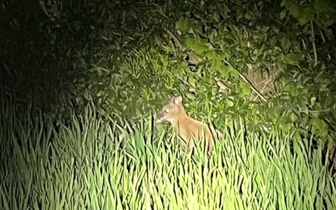 POL-BOR: Ahaus-Ottenstein - Wallaby eingefangen - Foto: presseportal.de