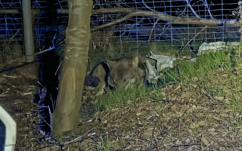 POL-CUX: Verkehrsunfall mit Wolf auf der BAB27 - Hoher Sachschaden - Tier nach Rücksprache mit Amtsärztin des Veterinäramts des Landkreies Cuxhaven durch Jagdpächter erlegt (Foto im Anhang) - Foto: presseportal.de