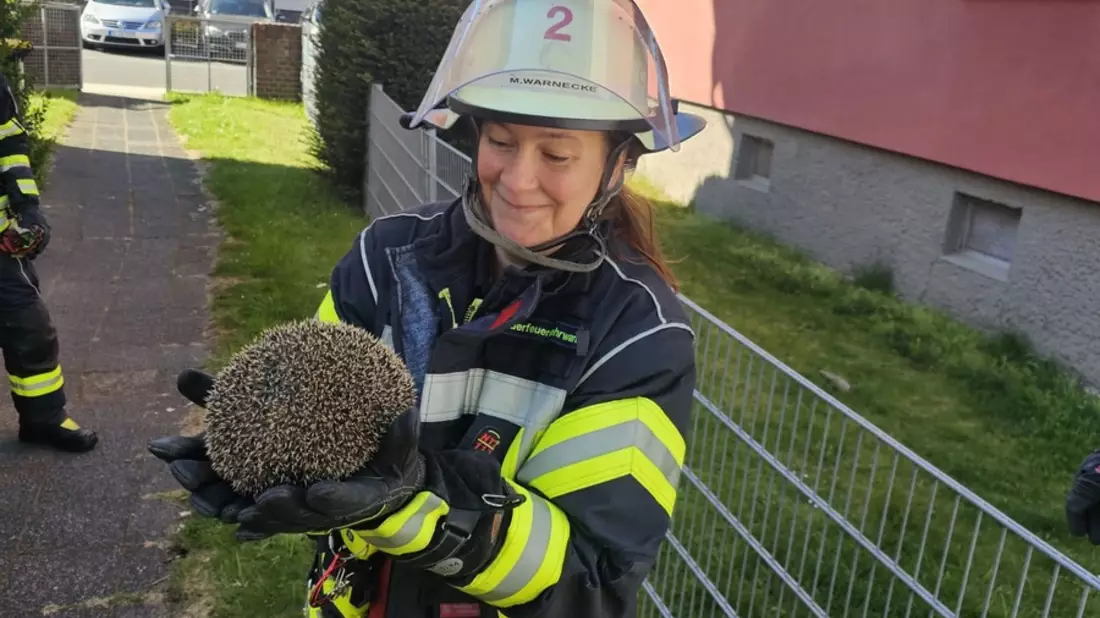 FW Celle: Igel aus misslicher Lage befreit - Bild: presseportal.de