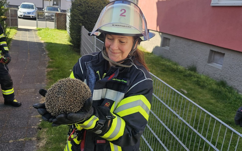 FW Celle: Igel aus misslicher Lage befreit - Foto: presseportal.de