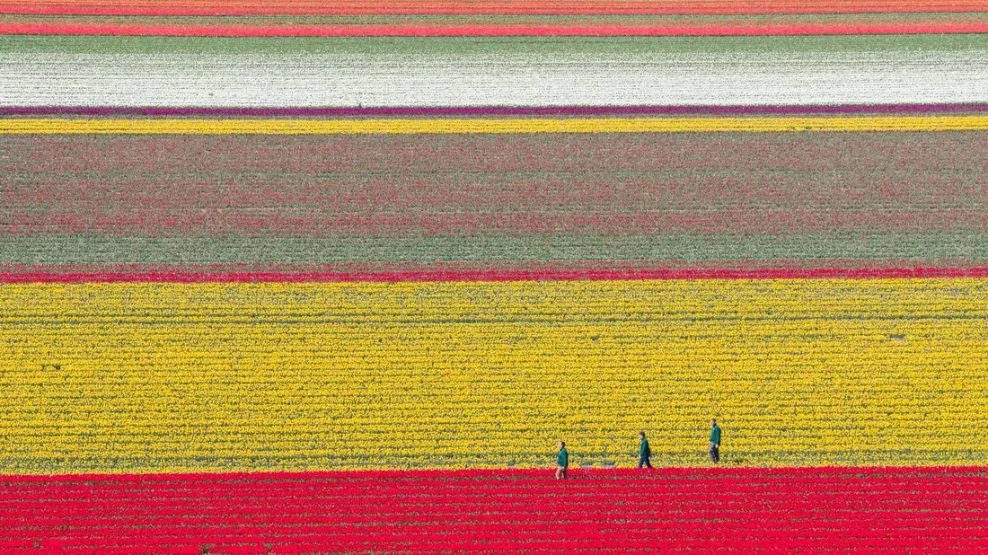 Tulpen wachsen zur Zwiebelvermehrung auf einem Tulpenfeld des Eickenhofs im Landkreis Gifhorn. - Bild: Julian Stratenschulte/dpa