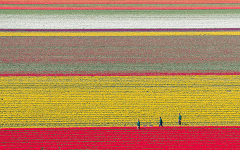 Tulpen wachsen zur Zwiebelvermehrung auf einem Tulpenfeld des Eickenhofs im Landkreis Gifhorn. - Foto: Julian Stratenschulte/dpa