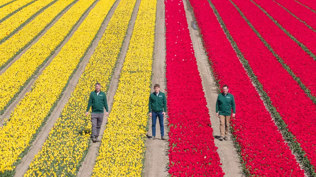 Mehrere Millionen Tulpen in verschiedenen Farben sorgen für bunte Felder. - Bild: Julian Stratenschulte/dpa