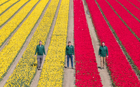 Mehrere Millionen Tulpen in verschiedenen Farben sorgen für bunte Felder. - Foto: Julian Stratenschulte/dpa