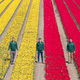 Mehrere Millionen Tulpen in verschiedenen Farben sorgen für bunte Felder. - Foto: Julian Stratenschulte/dpa