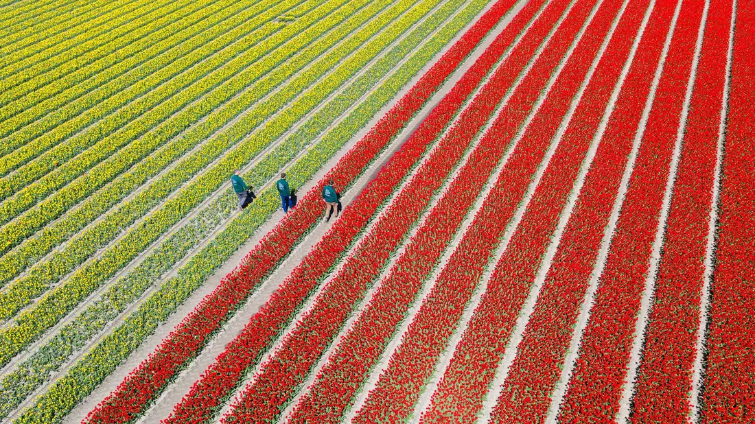 Am Wochenende findet hier zum vierten Mal der «Tag des offenen Tulpenfeldes» statt. Das Betreten der Felder ist normalerweise verboten. - Bild: Julian Stratenschulte/dpa