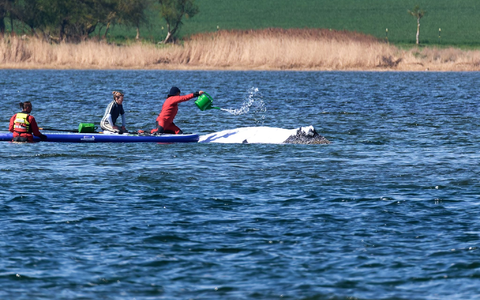 Der Buckelwal wird von Helfern vor der Insel Poel mit Wasser aus einer Gießkanne bespritzt. - Foto: Marcus Golejewski/dpa