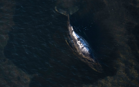 Der Buckelwal liegt in einer ausgespülten Wanne vor der Insel Poel. - Foto: Philip Dulian/dpa