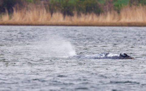 Der vor Poel liegende Buckelwaö bläst Atemluft aus. - Foto: Jens Büttner/dpa