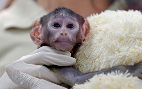 Bei der Geburt vor knapp zwei Monaten wog das Äffchen bloß 443 Gramm. - Foto: Fernando Carranza Garcia/dpa
