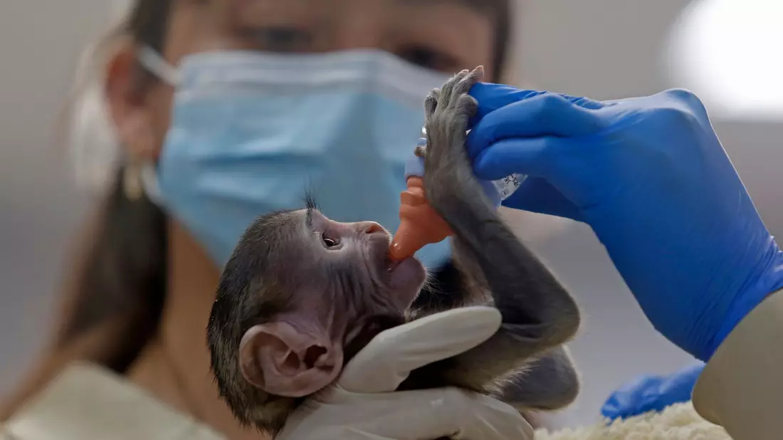Baby Yuji wird von Pflegern im Zoo der Stadt Guadalajara versorgt.  - Bild: Fernando Carranza Garcia/dpa